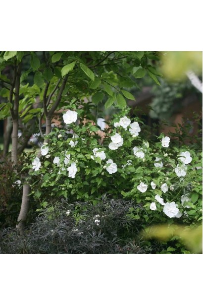 Гібіскус сирійський Вайт Шифон.